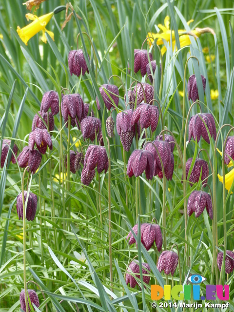 FZ004541 Snake's head fritillary (Fritillaria meleagris) and Daffodills (narcissus)